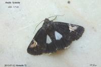 Aedia funesta