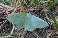 Geometra papilionaria