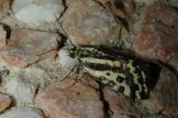 Emmelia trabealis