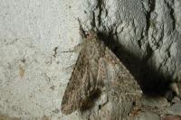 Anarta trifolii