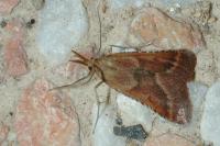 Synaphe punctalis