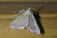 Endotricha flammealis