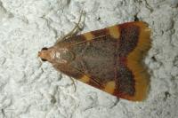 Hypsopygia costalis