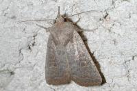 Hoplodrina ambigua