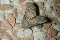 Anarta trifolii