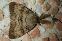 Lymantria dispar