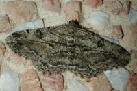 Peribatodes rhomboidaria rhomboidaria
