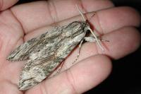 Agrius convolvuli