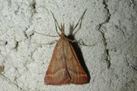Synaphe punctalis