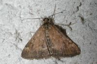 Pyrausta despicata