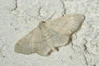 Idaea aversata