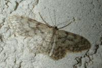 Idaea alyssumata/typicata