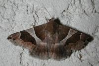 Dysgonia algira