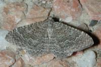 Cataclysme riguata