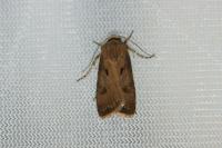 Agrotis exclamationis exclamationis