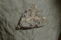 Nola confusalis