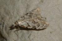 Nola confusalis