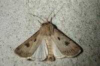 Agrotis exclamationis exclamationis