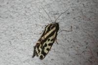 Emmelia trabealis