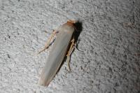Eilema caniola
