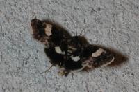 Tyta luctuosa