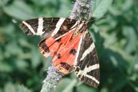 Euplagia quadripunctaria