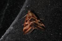 Pyrausta despicata