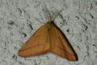 Lythria purpuraria