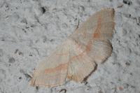 Scopula imitaria
