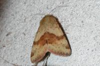 Heliothis viriplaca