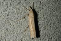 Ancylolomia