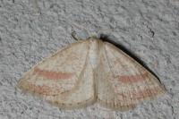 Aplasta ononaria