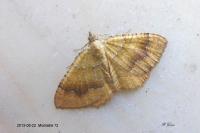 Camptogramma bilineata