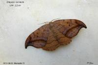 Drepana curvatula