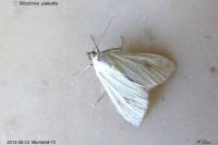 Sitochroa palealis