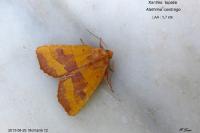Atethmia centrago