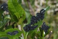 Saturnia pavonia
