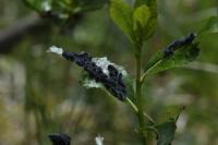 Saturnia pavonia