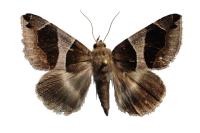 Dysgonia algira