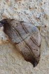 Laspeyria flexula