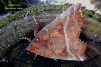 Scoliopteryx libatrix