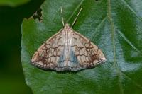 Evergestis pallidata
