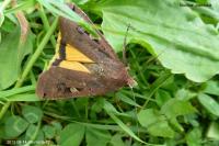 Noctua pronuba
