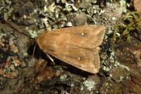 Mythimna albipuncta
