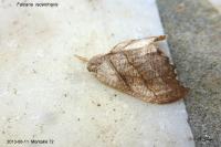 Falcaria lacertinaria