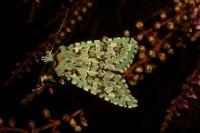 Griposia aprilina