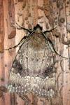 Amphipyra pyramidea