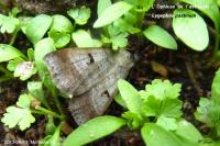 Lygephila pastinum