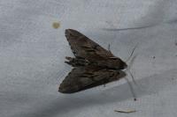 Hyloicus pinastri/maurorum