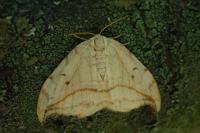 Drepana curvatula